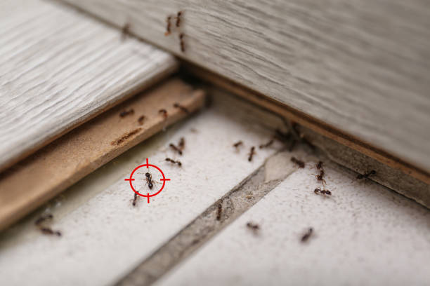 Trusted Blytheville, AR Pest Control Experts